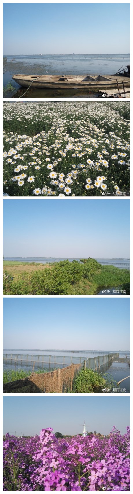 阳澄湖花海