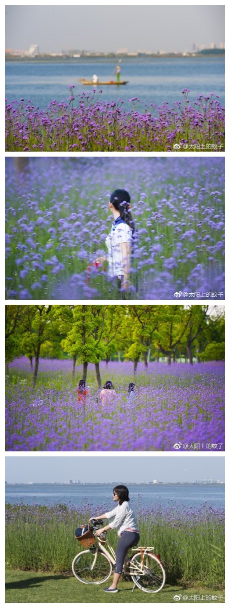 阳澄湖湖畔马鞭草