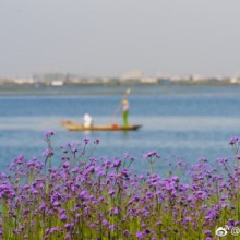 阳澄湖湖畔马鞭草