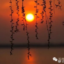 【阳澄湖半岛】适宜出游的五月，如果你正找一个交通便利、不远、安静，而且可以听风、看水的自在地，来阳澄湖半岛，准没错！那儿有15公里的骑行大道，有各色花儿竞相绽放，你可以边骑行边赏花，还能一睹罕见的、苏