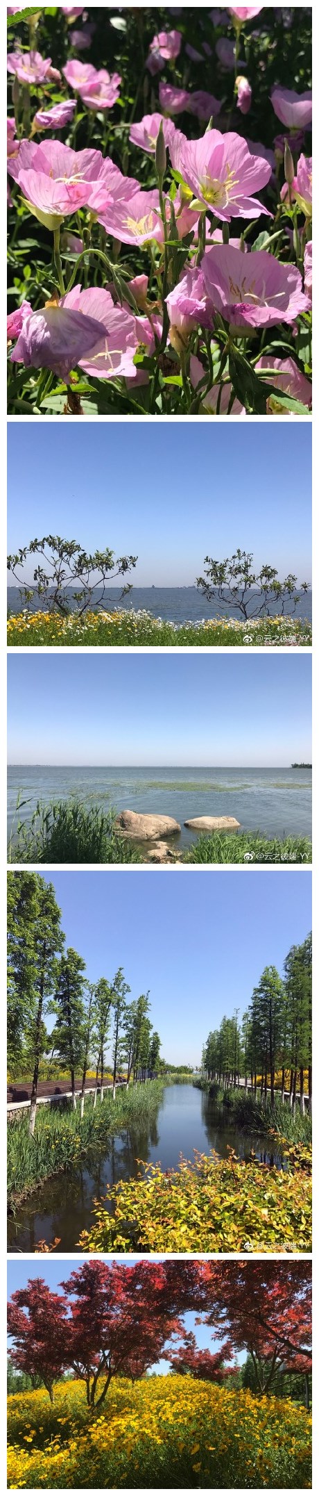 暮春初夏的阳澄湖胖～～