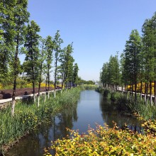 暮春初夏的阳澄湖胖～～