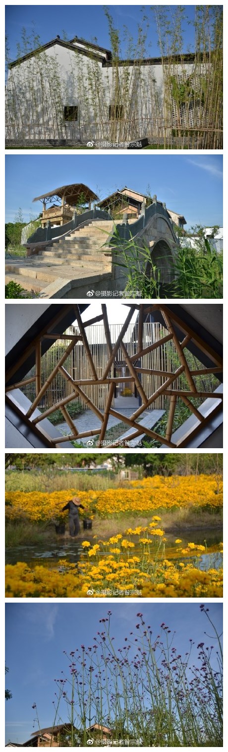 时至仲夏时节，稻田里绿浪滚滚，空气里孱混着泥土和植物的气息。不远处的村庄粉墙黛瓦，绿树掩映，偶尔，传来几声鸡鸣狗吠。却不见有你的身影。等你和我旅居在阳澄湖畔的村落里。（