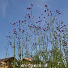 时至仲夏时节，稻田里绿浪滚滚，空气里孱混着泥土和植物的气息。不远处的村庄粉墙黛瓦，绿树掩映，偶尔，传来几声鸡鸣狗吠。却不见有你的身影。等你和我旅居在阳澄湖畔的村落里。（