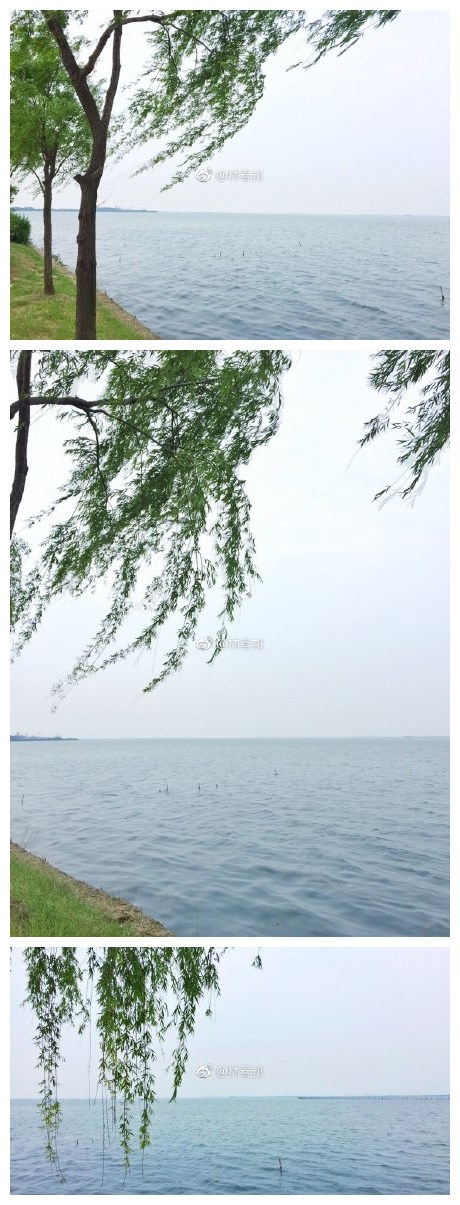 阳澄湖，垂柳，微风。