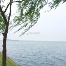 阳澄湖，垂柳，微风。