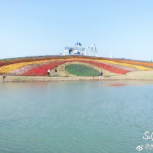 阳澄湖薰衣草庄园
