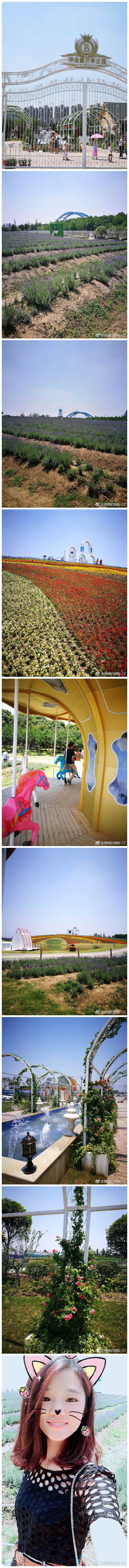 阳澄湖半岛薰衣草庄园。