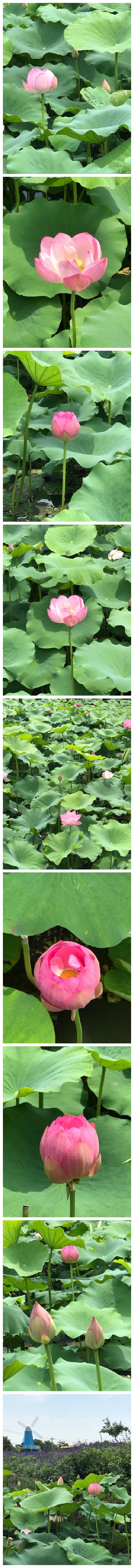 毕竟西湖六月中，风光不与四时同。接天莲叶无穷碧，映日荷花别样红。阳澄湖边的荷花也是满池香呀。