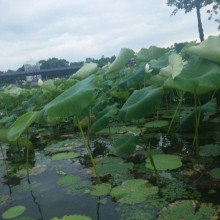 夏天赏莲池湖，秋天吃阳澄湖[哈哈]