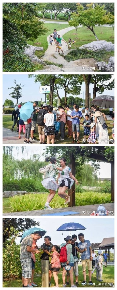 【亲子定向 玩转夏日半岛】一袭清风，半湖花影，鸟啼与蝉鸣高低相和，绿树与流水相互映衬。7月15日下午，130余个家庭相约苏州阳澄湖半岛旅游度假区莲池湖公园，展开了一场趣味盎然的亲子定向大冒险，接受体力