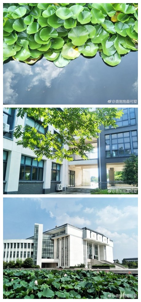 #随手拍苏大#我湖!我湖!这是阳澄湖!@苏州大学 ​