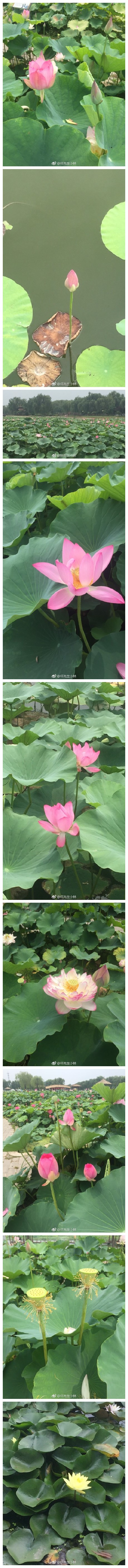 莲花岛