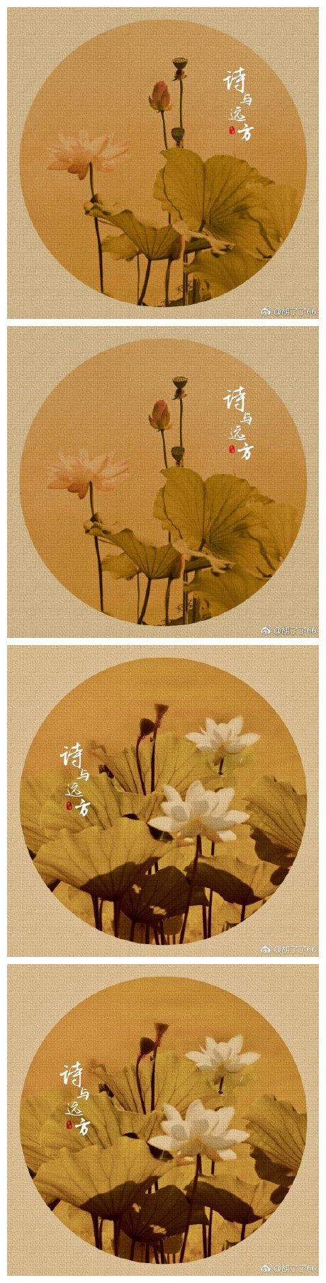 你在大明湖畔寻找夏雨荷，我在阳澄湖边拍摄夏日荷。气温：42度。