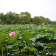 荷花. 狗尾巴草. 阳澄湖