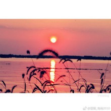早看残荷， 晚伴夕阳， 阳澄湖的落日， 美的无与伦比。 ……