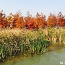 阳澄湖畔溜个弯～～～