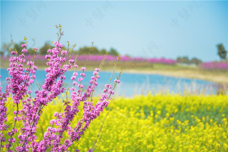 阳澄湖莲花岛