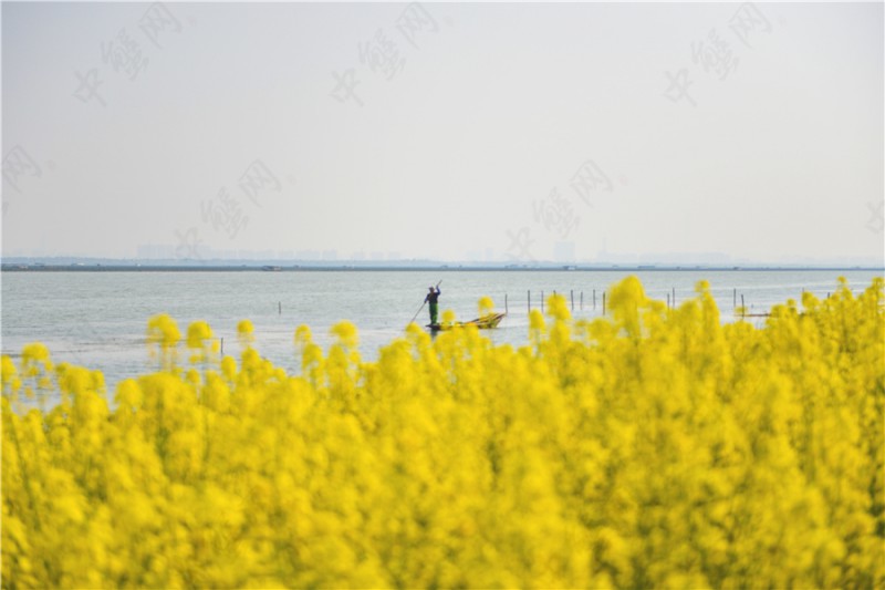 阳澄湖油菜花