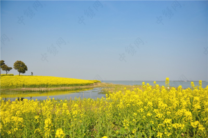 阳澄湖油菜花