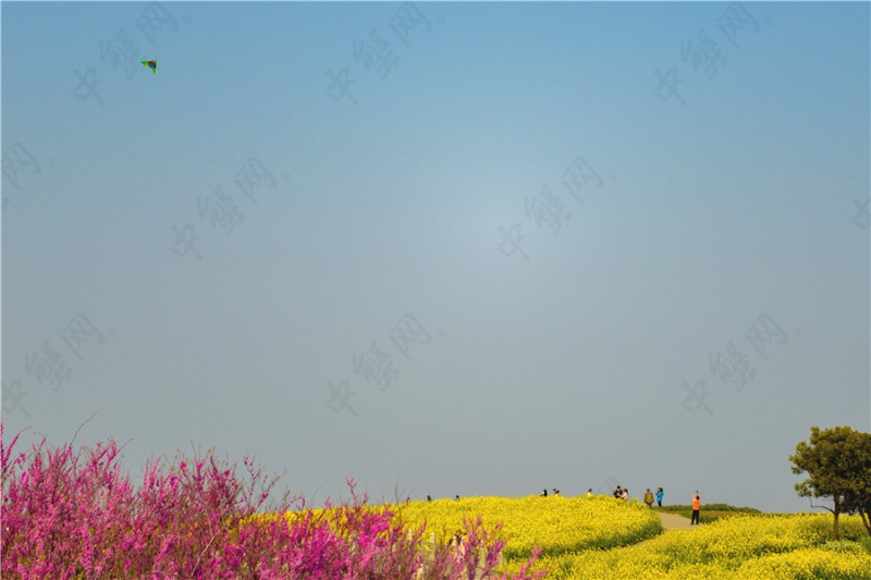 阳澄湖美人腿油菜花