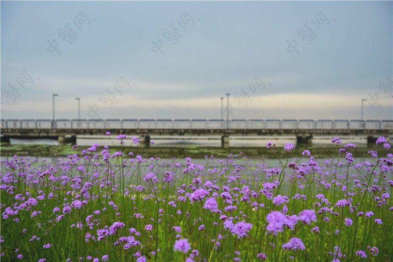 阳澄湖雨季景色