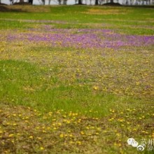 #自在苏州享春光#【阳澄湖半岛】周末趁着春光无限好，去阳澄湖畔踏青是个不错的选择。这里地域开阔，有大片的草坪，放风筝、支帐篷、找蒲公英、骑单车、看夕阳、赏花、吹风，去重元寺烧香祈福，或者去逛逛充满异域