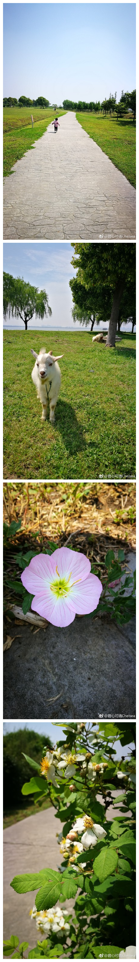 又一波虐人的天气，经历一个星期感冒 ，明媚的阳光[太阳]回归，终于又可以汲取大自然的正能量了，带小朋友阳澄湖边晒晒太阳，放飞下自我。可怜我这个孕妇连个咳嗽药水都买不到…考虑过孕妇的感受吗，咳咳咳的，真