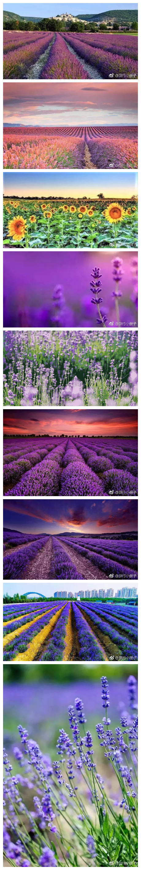 【苏州旅游攻略】苏州阳澄湖半岛也有个“普罗旺斯”一望无际又层层叠叠的紫色，让人沉浸花海浪漫，期待梦幻爱情。 #带着微博去旅行##苏州旅游# ​