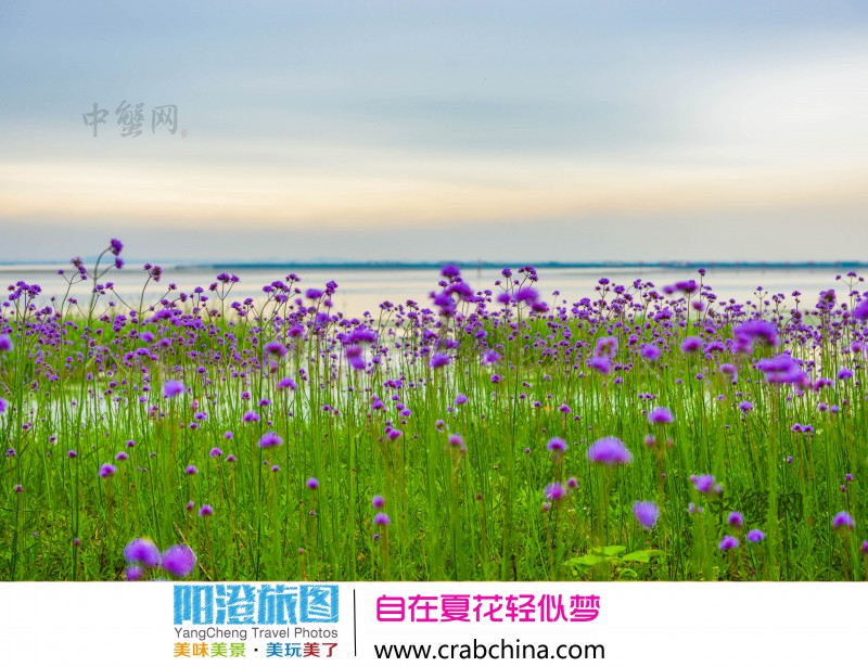 阳澄湖半岛赏花