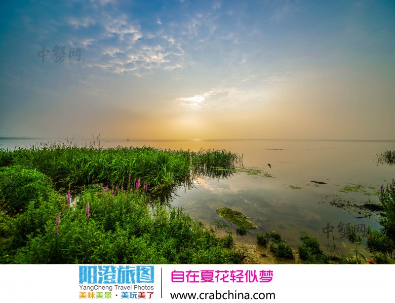 阳澄湖夏日赏花