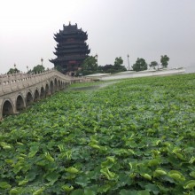 晨起，苏州雨，打雷 有这么一个寺院，大到我不知道从哪里拍起 200亩，昨晚拍了33米高的观音菩萨 相片7是俯瞰拍的观音殿，就在阳澄湖上。 院里开的最好的花有 绣球花，石榴花，还有喜欢的松树 来了又是雨