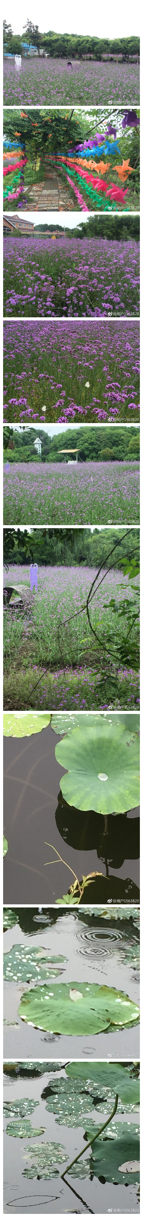 紫色的花海，五彩的庭院，白色的风车，翩翩的蝴蝶，在阳澄湖畔的美人腿上，这里拥有四季之外的“第五季”，那是薰衣草开放的季节，空气中到处弥漫着花的芬芳，传递着美的气息、生命的春晖。 ​