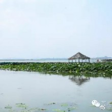 #苏州初夏#【莲花岛】这是一座因阳澄湖大闸蟹而越来越热闹的小岛。现在不是吃大闸蟹的季节，少了人来人往的尝鲜人，清新自然的环境反而美得更加纯粹。大片的水，大片的绿，连天空都比你平日所见的似乎更蓝，你可以