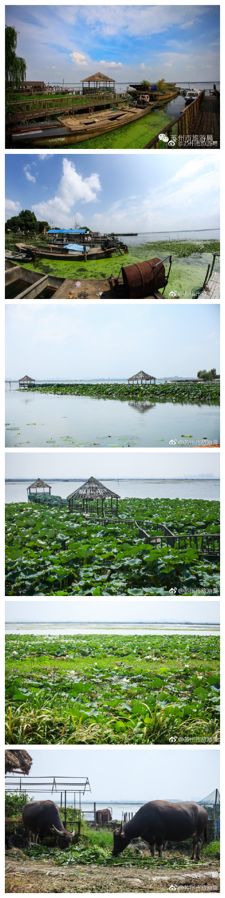 #荷塘•夏•苏州#【莲花岛】作为苏州赏荷胜地之一，阳澄湖莲花岛是一个绕不开的地方。每到夏天，这里千亩荷叶就开始形成“碧连天”的胜景，给你带去一整夏的清凉芬芳。地址：相城区阳澄湖度假区莲花岛。 ​