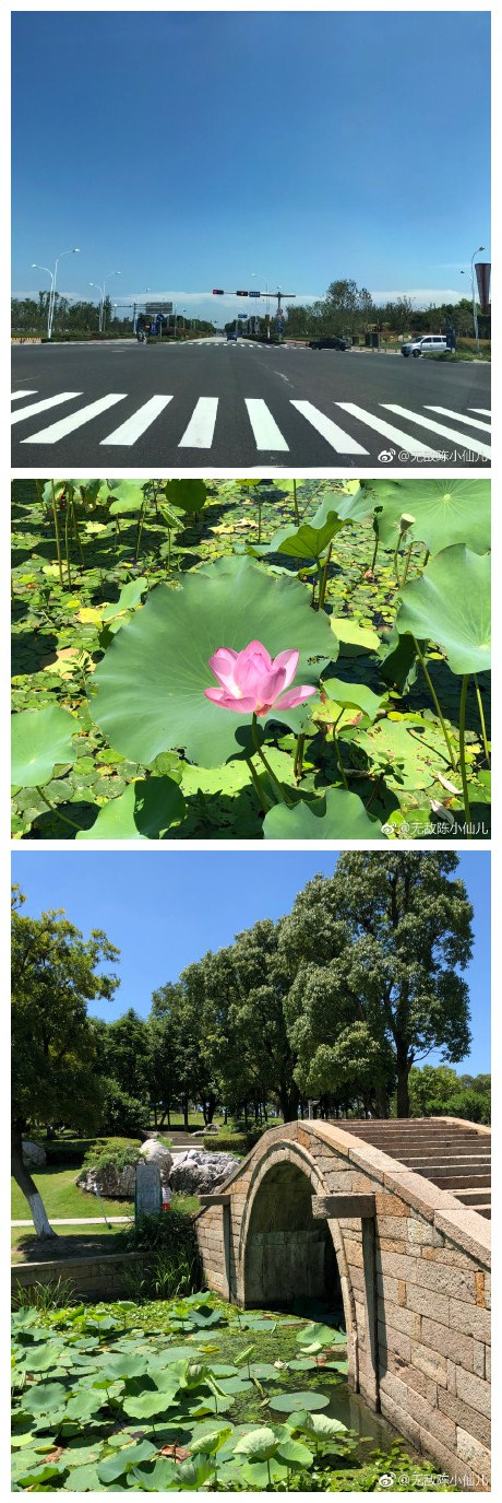 大热天儿的阳澄湖半日游，蓝天白云，荷花蝉鸣，美景如画。