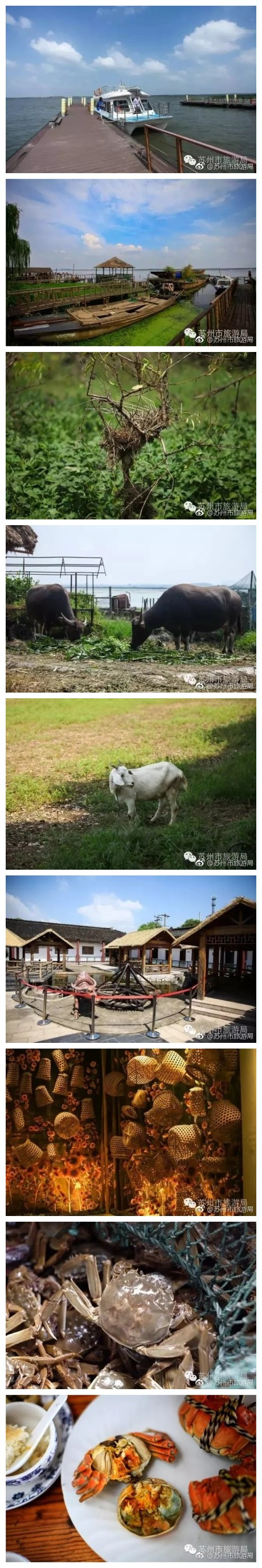 #最美苏州# 阳澄湖中央的莲花岛，面积不大，岛上居住着300多户人家，家家以湖为生，以蟹为业。秋风起，你的味蕾，听到来自阳澄湖的呼唤了吗？ ​