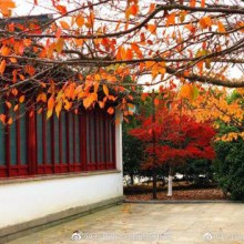 阳澄湖半岛之重元寺（Photo by @太阳上的蚊子 ） ​