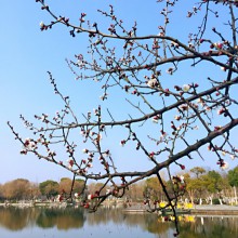 阳澄湖半岛莲池湖生态园 ​