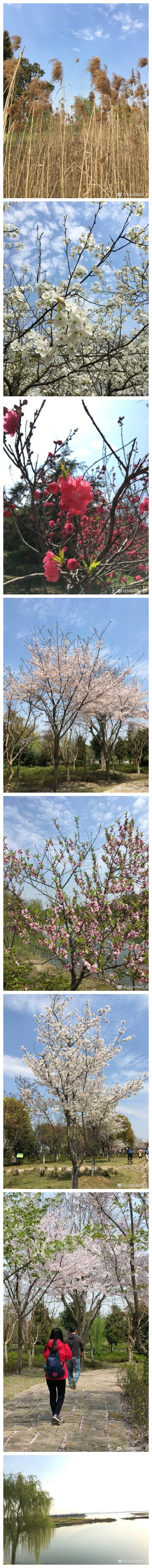 路过了路过，遗憾了遗憾…或许这就是生活的酸甜苦辣吧。 阳澄湖半岛每次去景色都不一样，心境也不同。樱花、梨花、桃花、海棠花争相绽放满树满枝头，与枯萎的芦苇形成鲜明对比，甚是美丽。 什么事不一定是绝对的，