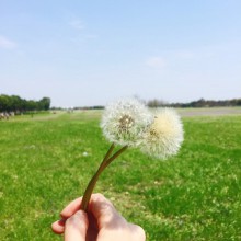 第一次到阳澄湖半岛度假区 期待了一周的赏花 赶上了最为“怒放”的花期