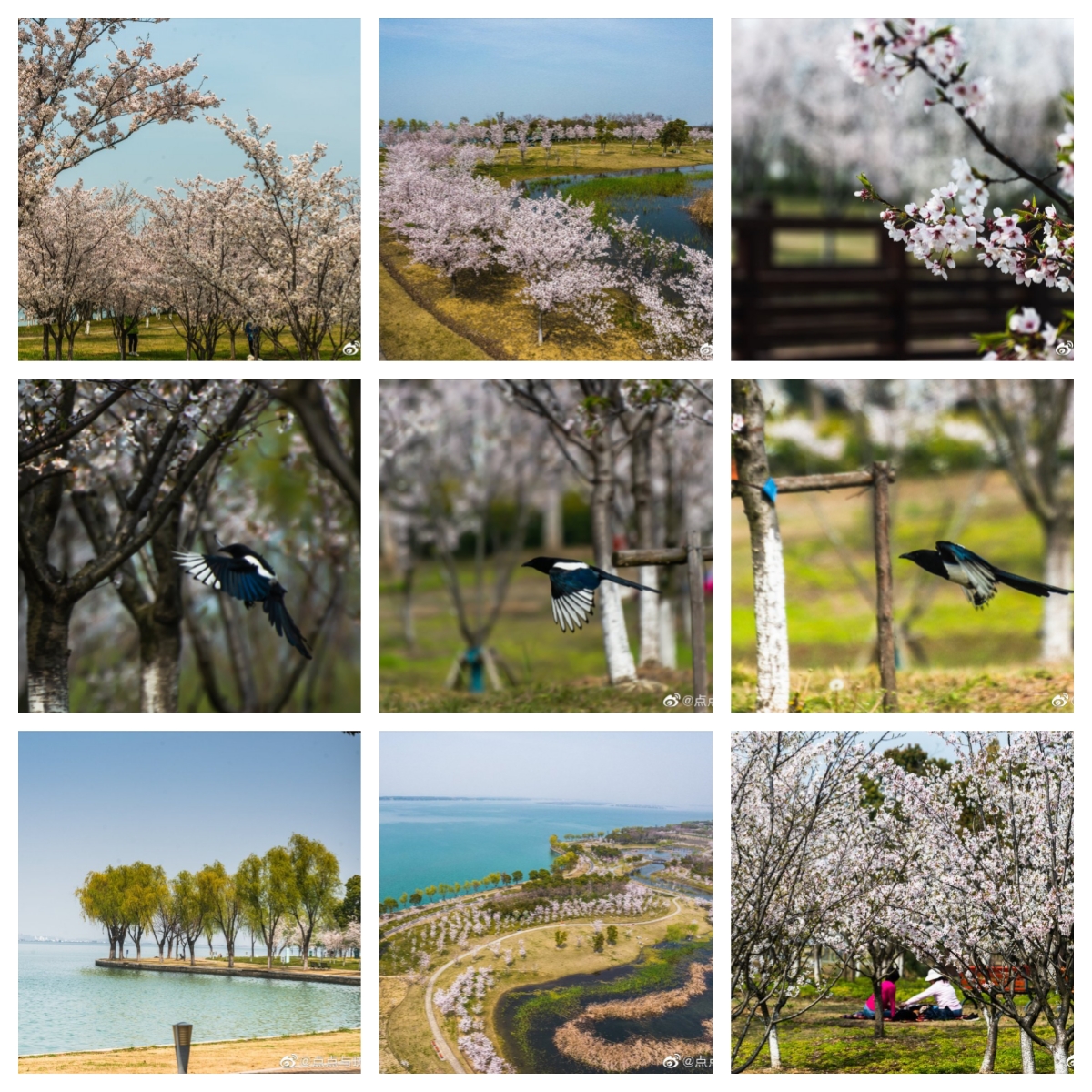 仙樱湖公园的樱花是完全不同于上方山的画风的，像淡淡的水墨画。就是等我骑车骑到阳澄湖半岛已经没体力了#阳澄湖半岛#