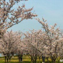仙樱湖公园的樱花是完全不同于上方山的画风的，像淡淡的水墨画。就是等我骑车骑到阳澄湖半岛已经没体力了#阳澄湖半岛#
