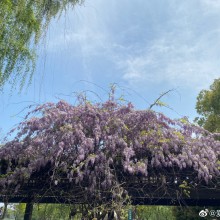 阳澄湖边看花花 有紫藤 木绣球 桃花 樱花……美翻了！ ​​​