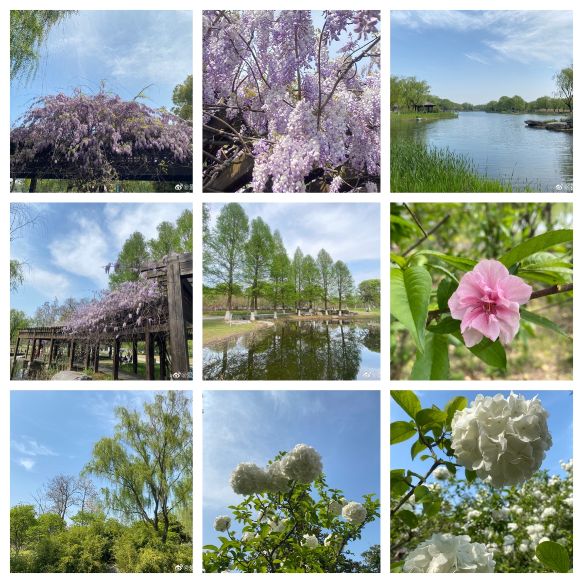 阳澄湖边看花花 有紫藤 木绣球 桃花 樱花……美翻了！ ​​​