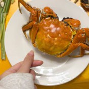来阳澄湖吃上了阳澄湖大闸蟹 